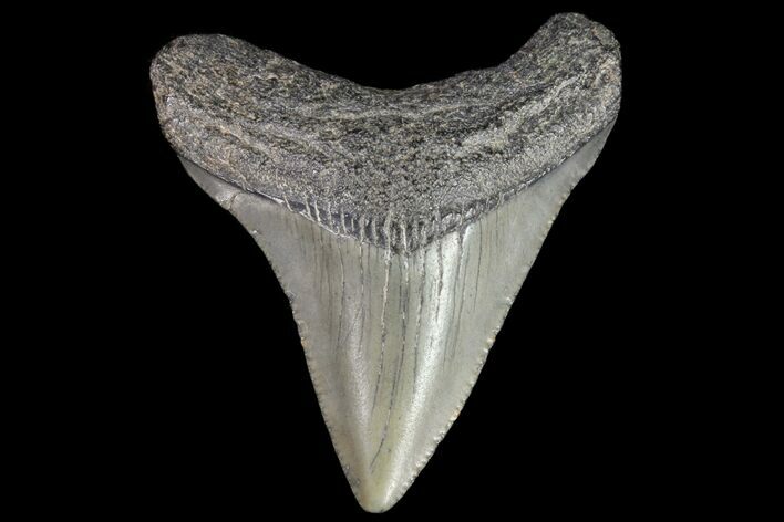 Juvenile Megalodon Tooth - Georgia #75321